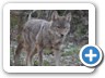 Coyote
Photo by Stephanie Alvaro