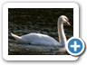 Mute Swan
