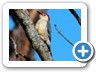 Red Bellied Woodpecker