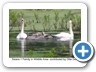 Swans
The Fannie Stebbins Wildlife Refuge
Photo by Ollie Deex